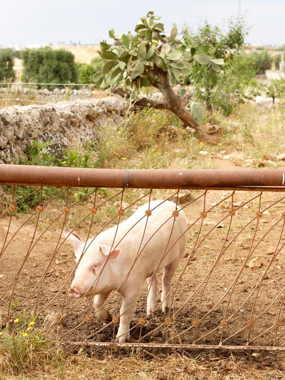Masseria Curatori Monopoli Kültér fotó